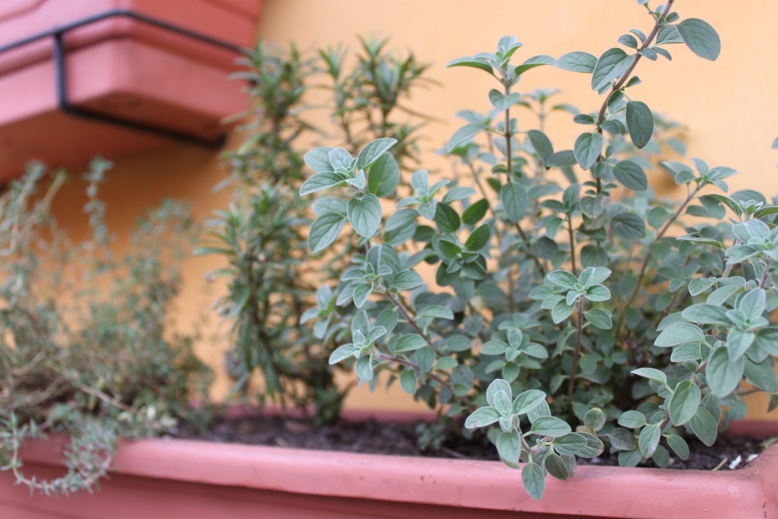 10 plantas companheiras essenciais para sua horta orgânica