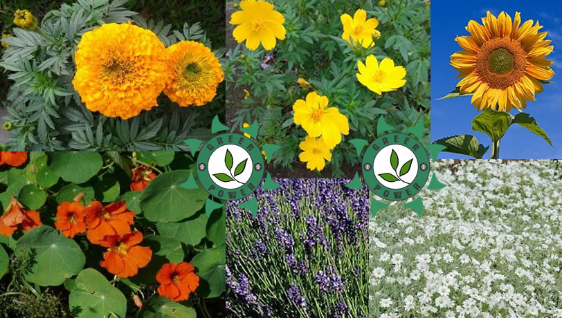 Como as 'Três Irmãs' revolucionaram o cultivo sustentável