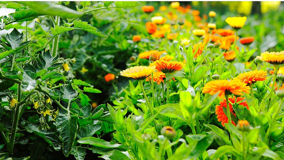 Guia completo de plantas antagônicas: o que evitar na sua horta