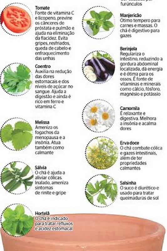 plantas medicinais para ter na horta
