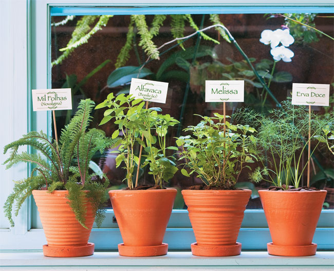 Guia Completo: Como Montar Sua Horta Medicinal em Pequenos Espaços