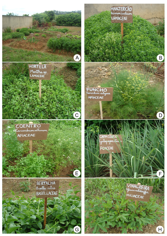 Chás Naturais: Receitas e Plantas Essenciais para Relaxamento e Digestão