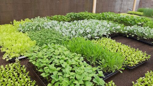 Plantas Medicinais para Iniciantes: As 5 Mais Fáceis de Cultivar em Casa