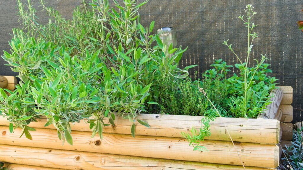 plantas medicinais para ter na horta
