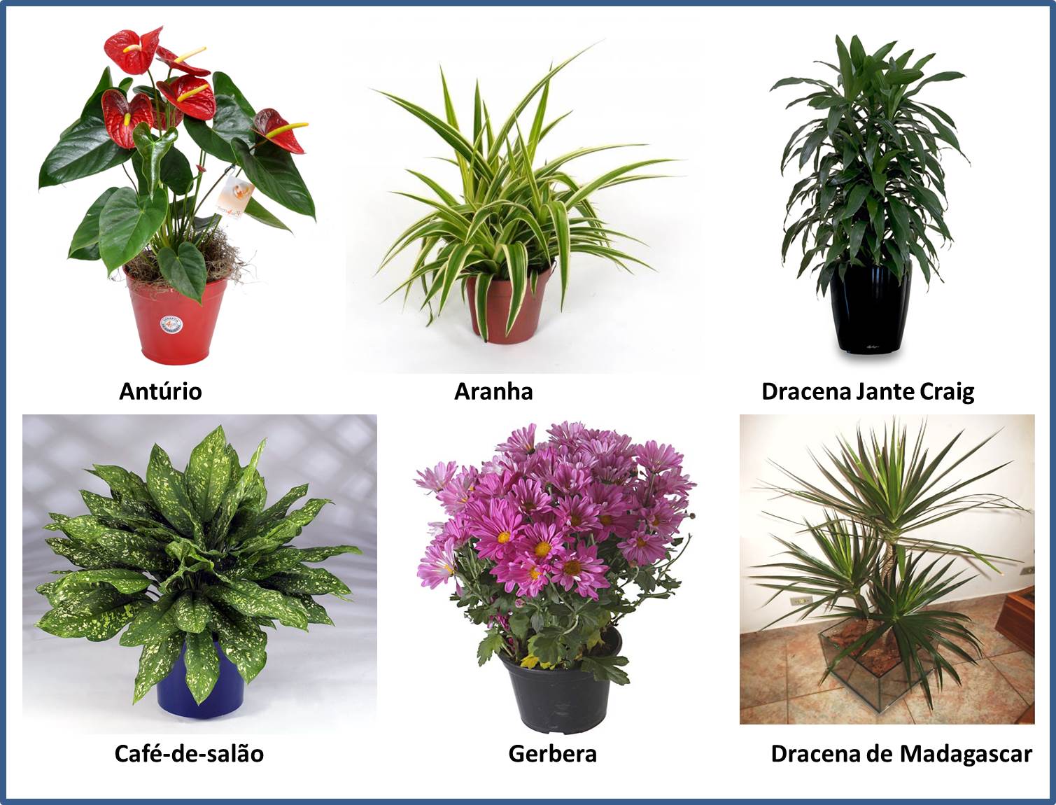 plantas purificam ar