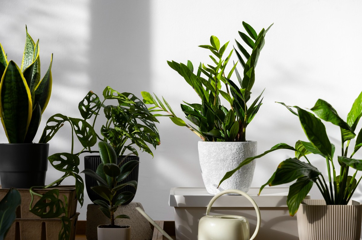 5 plantas fáceis de cuidar para purificar o ar da sua casa