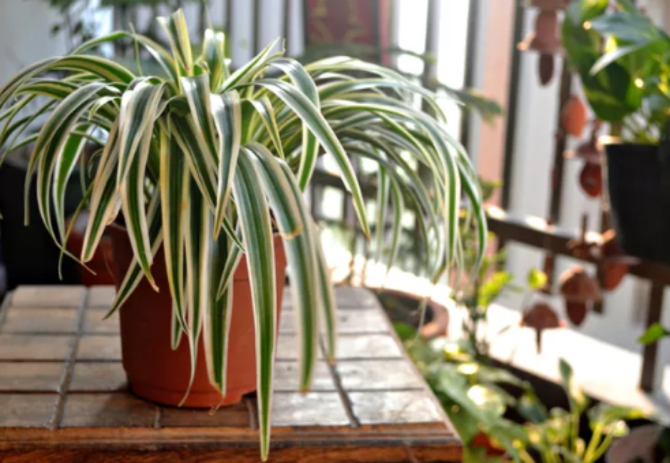 Como a Espada-de-São-Jorge melhora a qualidade do ar do seu quarto