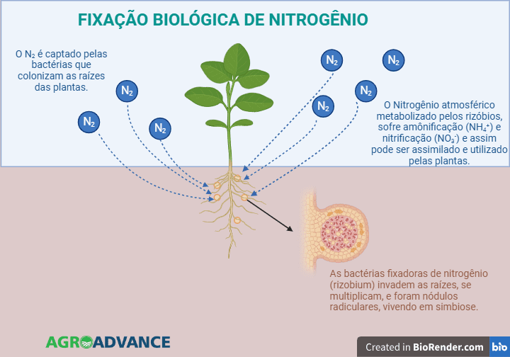 Inoculação de Sementes: O Segredo para Otimizar a Fixação de Nitrogênio