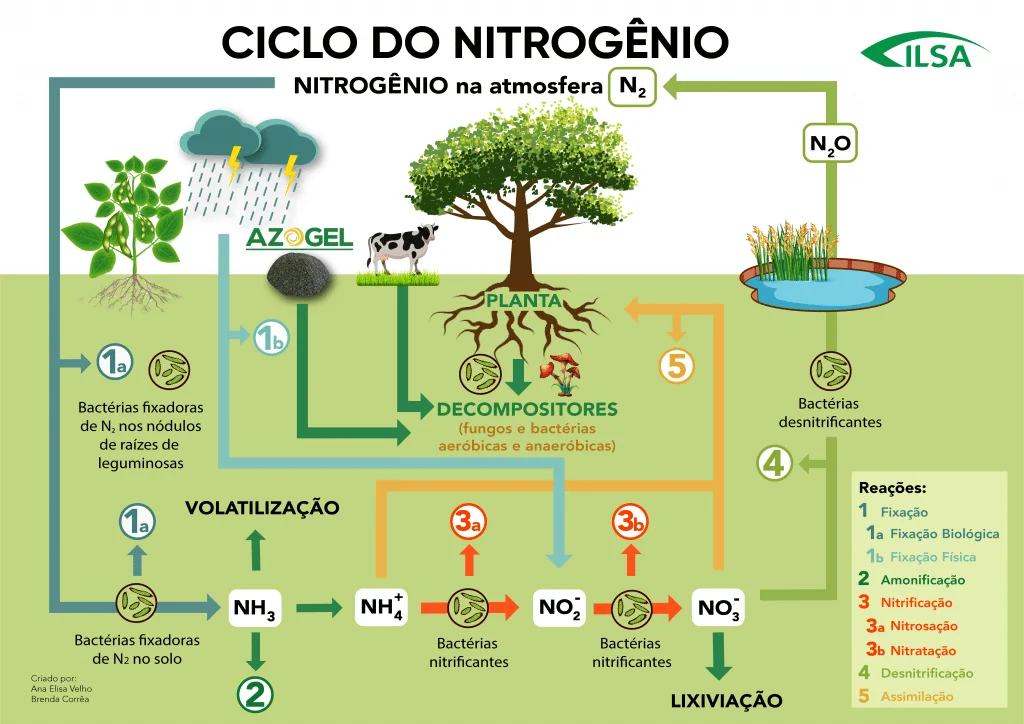 Benefícios da Fixação Biológica de Nitrogênio na Agricultura Sustentável