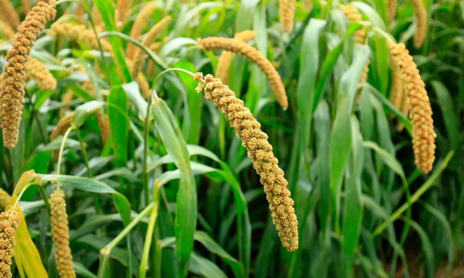Guia Completo: Plantas Fixadoras de Nitrogênio para um Solo Saudável