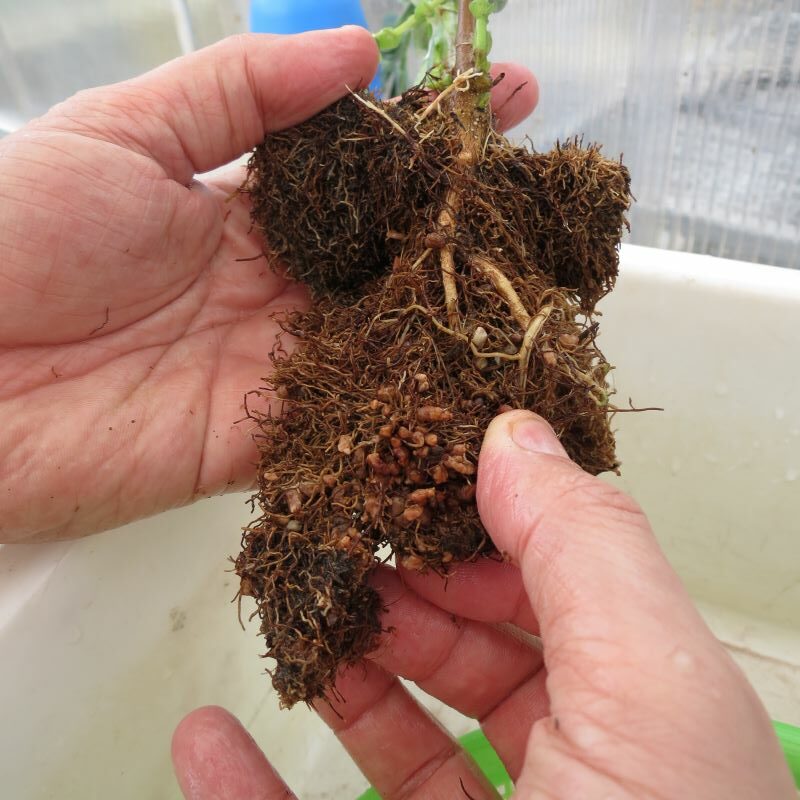 As Melhores Leguminosas para Adubação Verde e Recuperação de Solos