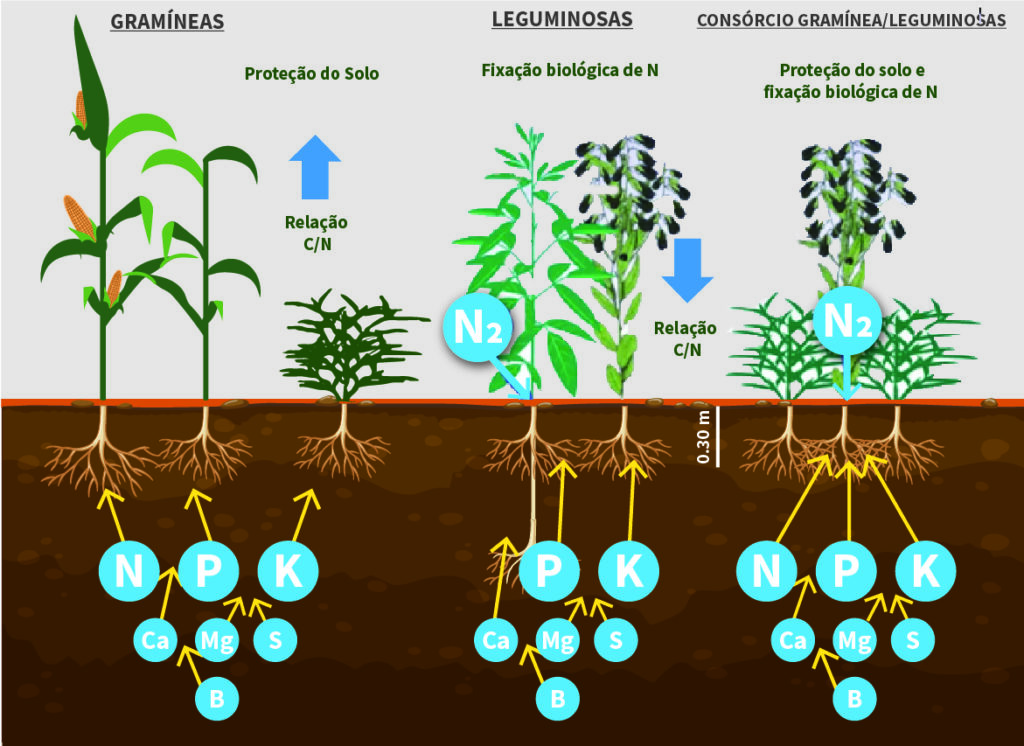 As Melhores Leguminosas para Adubação Verde e Recuperação de Solos