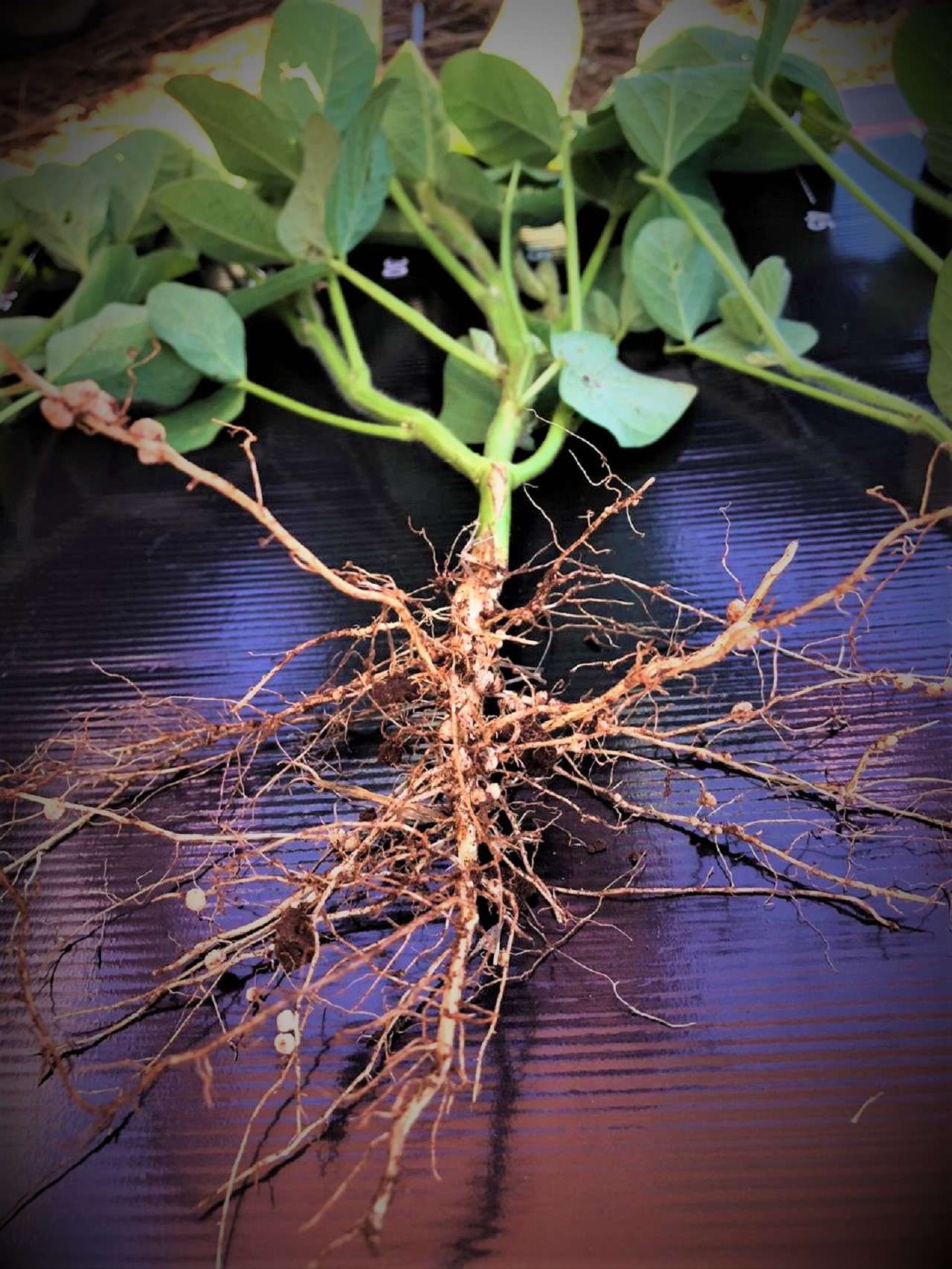 plantas que fixam nitrogênio no solo