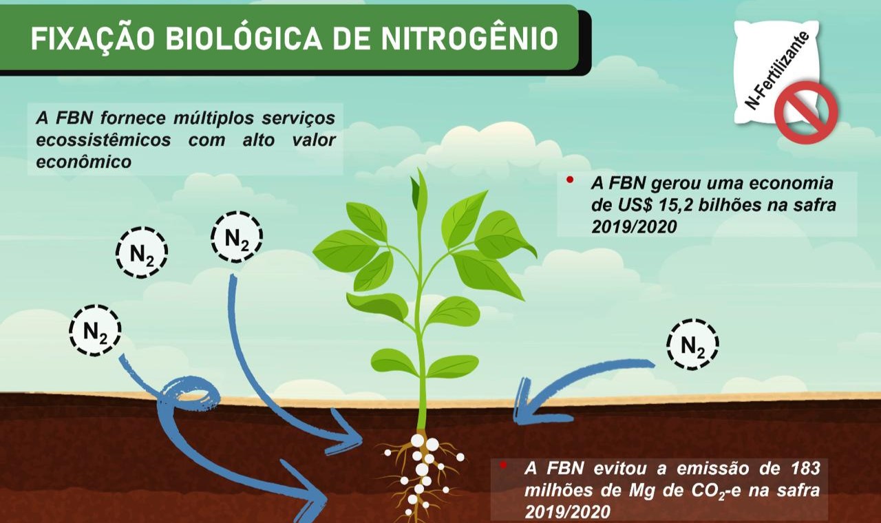 Guia Completo: Plantas Fixadoras de Nitrogênio para um Solo Saudável
