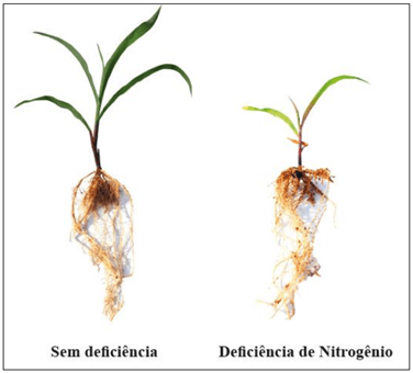 As Melhores Leguminosas para Adubação Verde e Recuperação de Solos