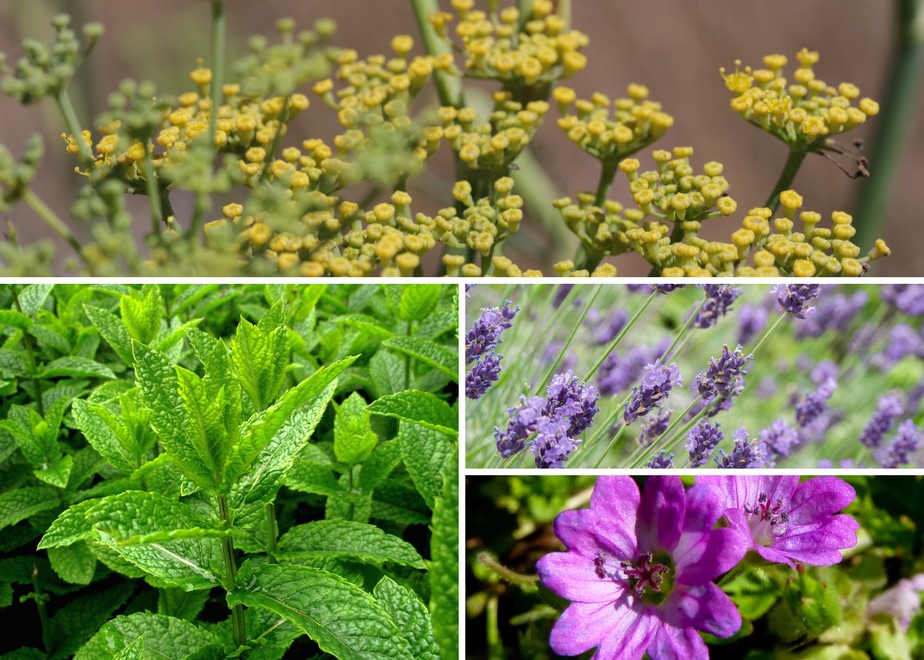 5 plantas fáceis de cuidar para espantar mosquitos