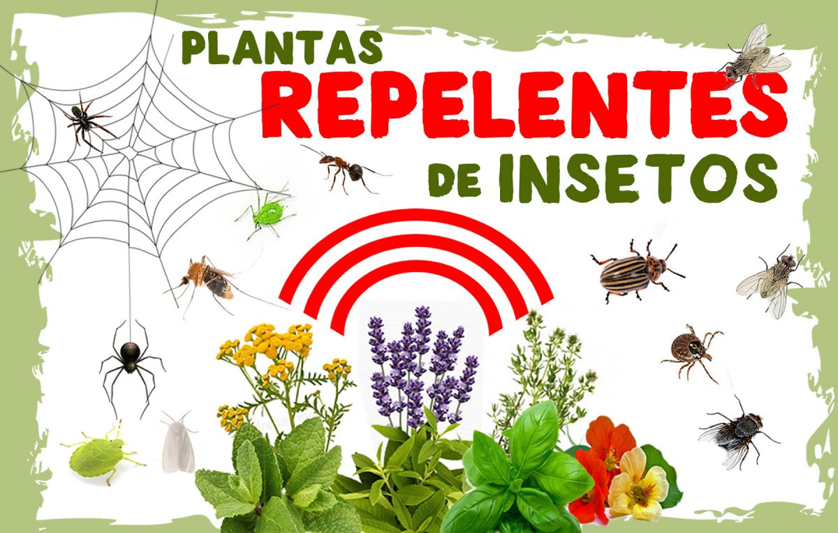 Plantas que atraem polinizadores e repelem pragas