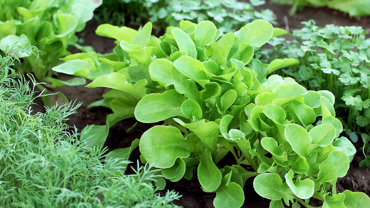 Como fazer sachês repelentes com lavanda