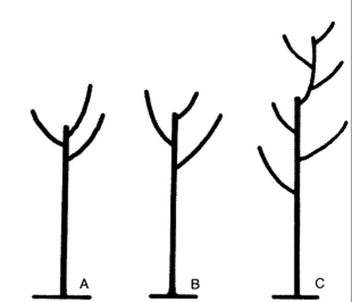 Como Evitar Doenças com a Higiene na Poda
