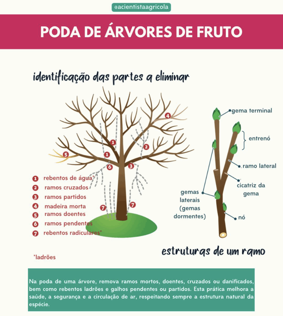 A Importância da Lua na Poda de Frutíferas