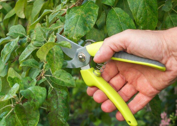 Como Evitar Doenças com a Higiene na Poda