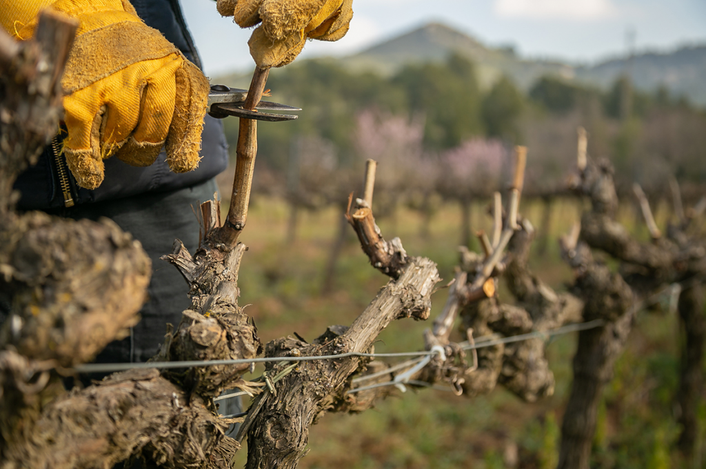 O Sistema de Taça: Criando uma Copa Ideal para Frutíferas