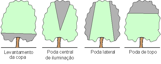 Poda de Formação em Citros: Guia Passo a Passo