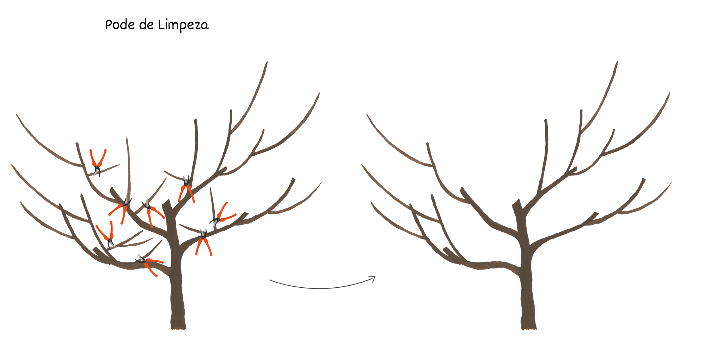 A Importância da Lua na Poda de Frutíferas