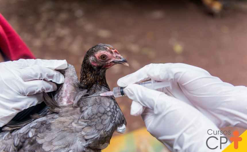 prevenir doenças galinhas caipiras