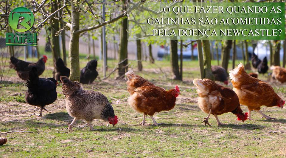 Receitas Naturais com Alho e Orégano para Fortalecer Suas Aves