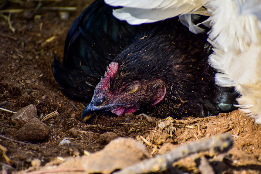 Identificando e Agindo Rapidamente Contra os Sinais de Doenças em Galinhas