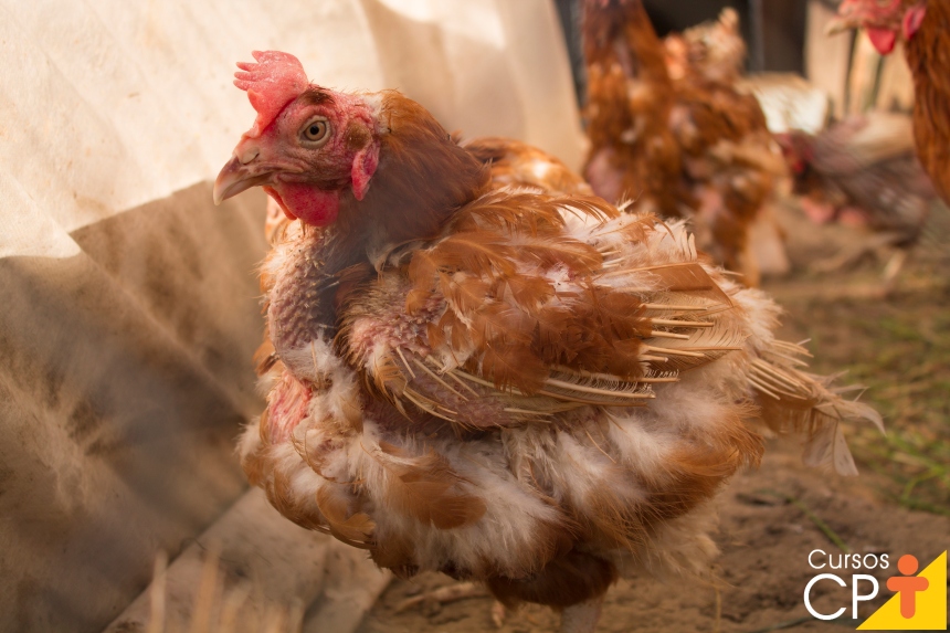 prevenir doenças galinhas caipiras