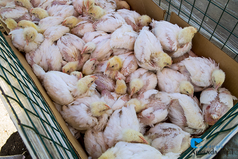 Calendário de Vacinação Ideal para Galinhas Caipiras