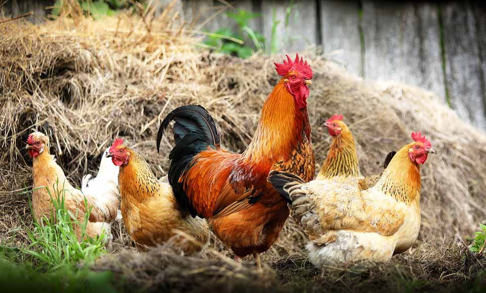 Guia Completo de Higiene e Desinfecção de Galinheiros