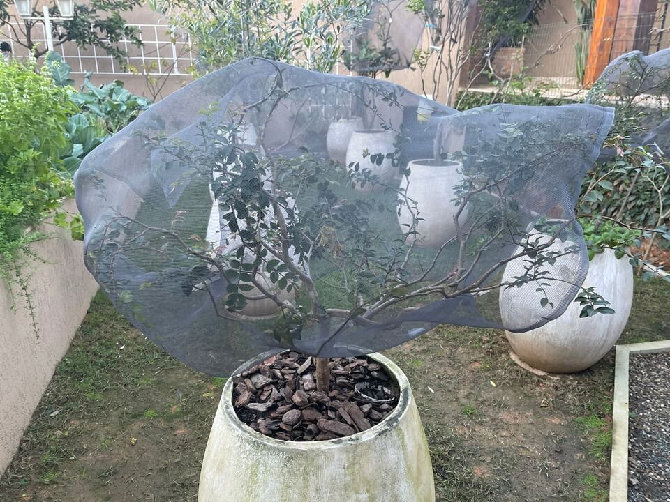 Como o Mulching Salva suas Plantas do Frio Intenso