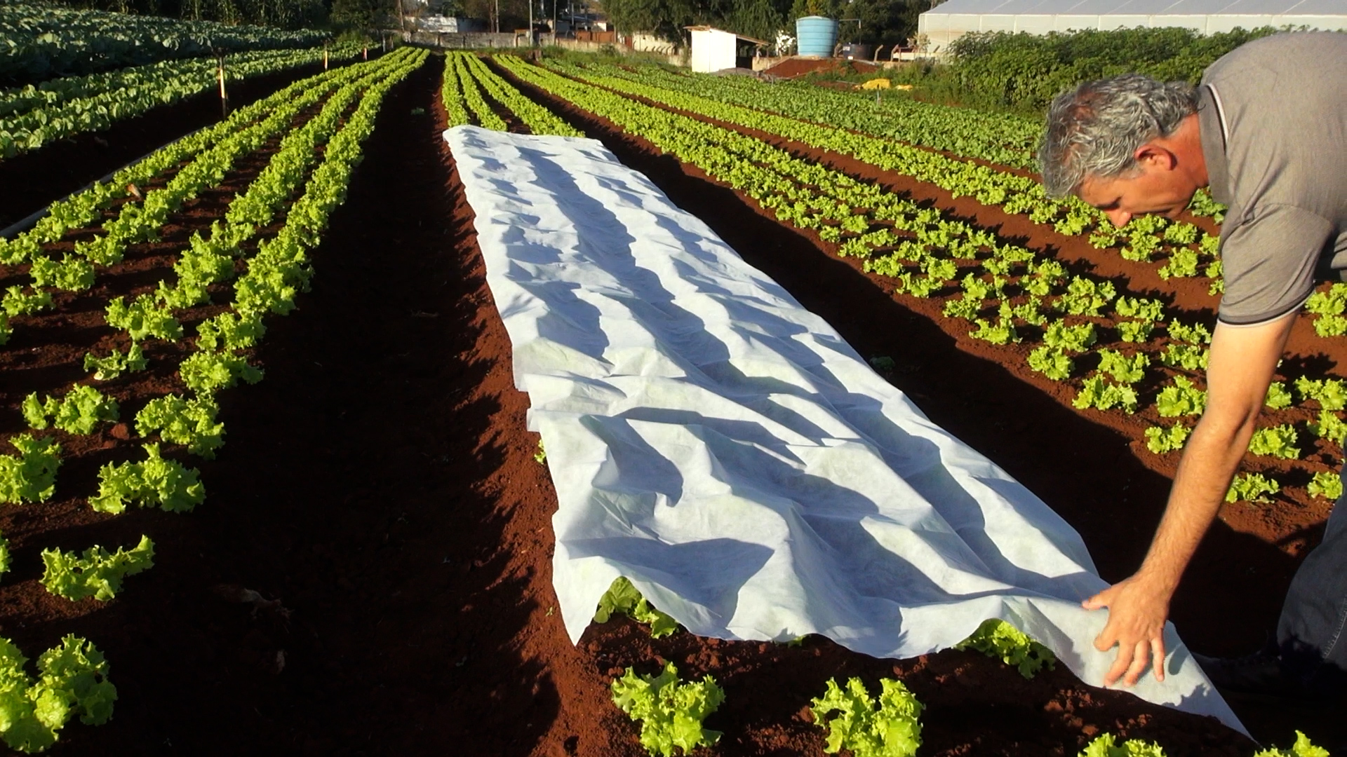 DIY: Crie Microclimas com Garrafas PET para suas Mudas