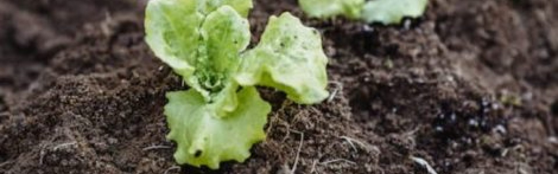 Soluções Criativas para Hortas em Espaços Pequenos