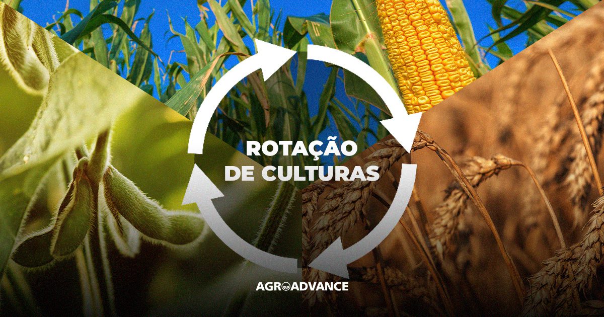 rotação de culturas
