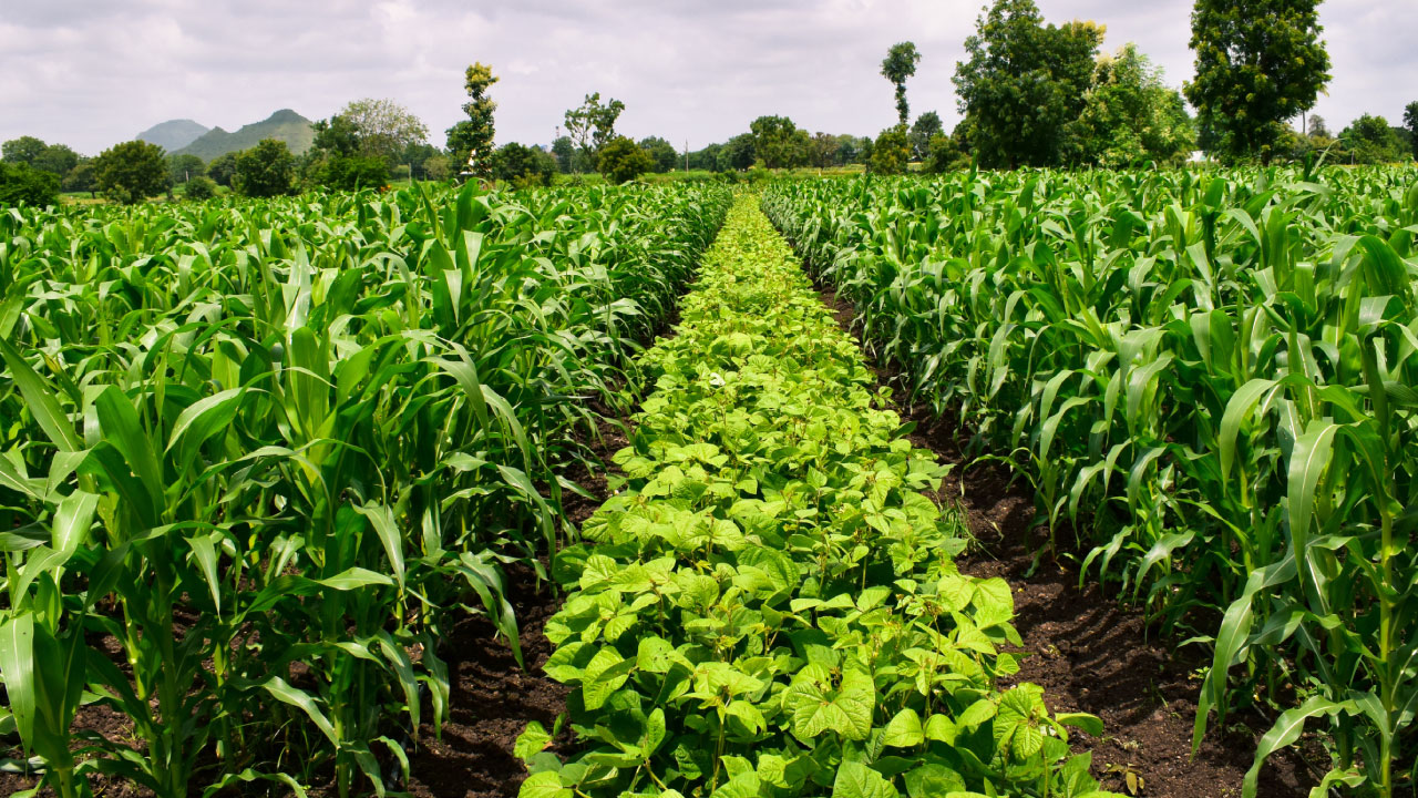Guia Completo: Como Implementar a Rotação de Culturas na Sua Fazenda
