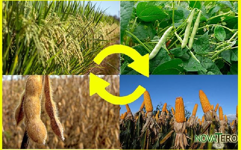 Os 7 Maiores Benefícios da Rotação de Culturas para a Produtividade Agrícola