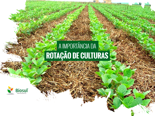 Rotação de Culturas vs. Sucessão: Entenda as Diferenças e Escolha o Melhor para Seu Solo