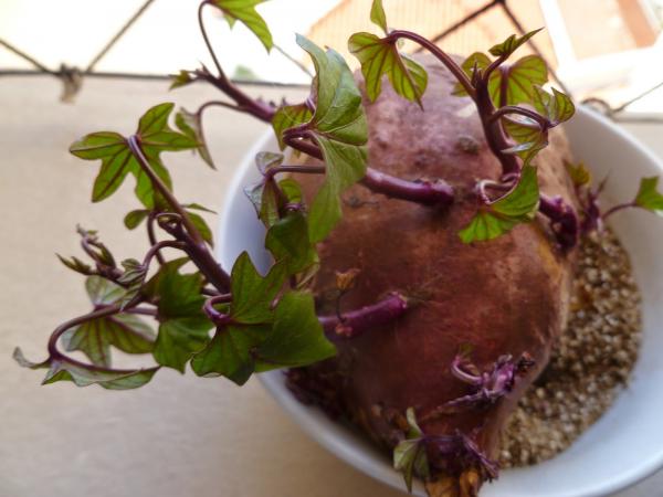 Guia completo de rega para batata doce em vaso
