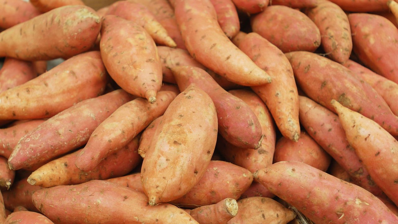 Os segredos para uma colheita farta de batata doce em 90 dias