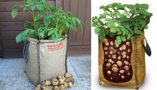 Como identificar e tratar pragas na batata doce cultivada em baldes