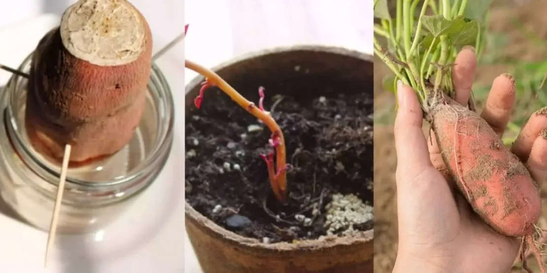 segredos para plantar batata doce em balde