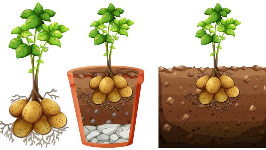 Como fazer adubo orgânico para batata doce