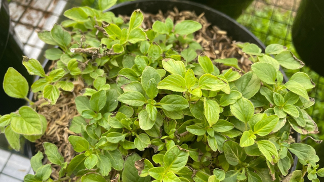 Receitas Incríveis com Orégano Fresco