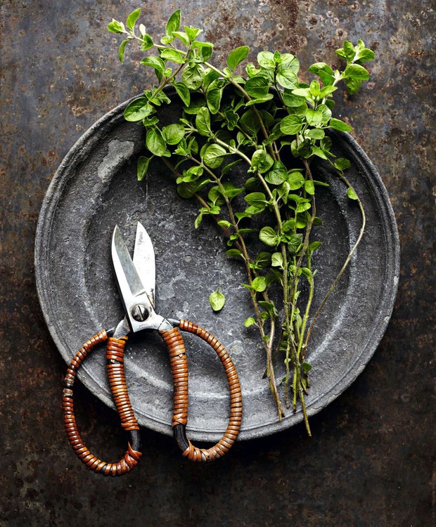 5 Benefícios do Orégano para a Saúde