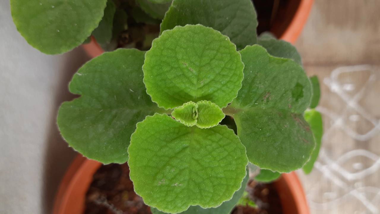 Receitas Incríveis com Orégano Fresco