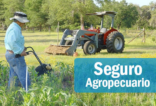 Guia completo sobre os tipos de seguro agrícola